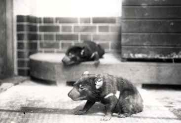 Tasmanian Devils